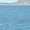 Dauphins dans la baie de Tamarin