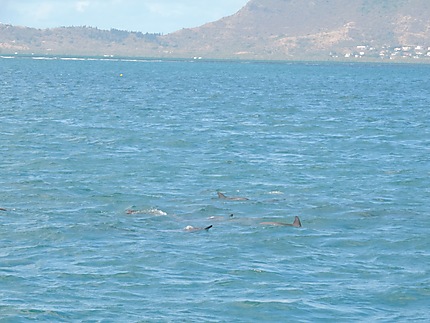 Dauphins dans la baie de Tamarin