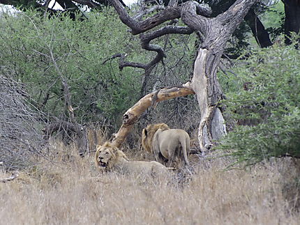 En liberté dans le Parc National Kruger