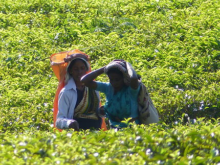 Cueilleuses de thé à Nuwara Eliya