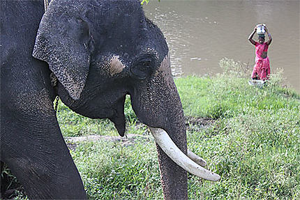 Eléphant dans le parc de Mudumalai