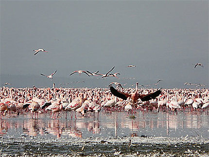 Flamants du Lac Nakuru