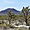 Ancien volcan au Mojave National preserve