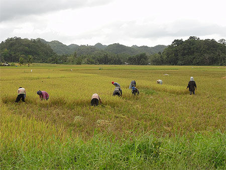 Travail dans les rizières - route des Chocolate Hills