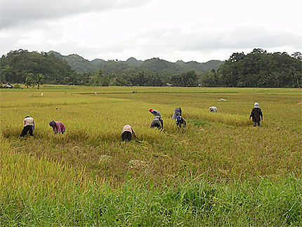 Travail dans les rizières - route des Chocolate Hills