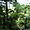 La jungle autour du Gunung Sibayak
