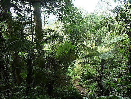 La jungle autour du Gunung Sibayak