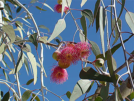 Fleur d'eucalyptus macro carpa