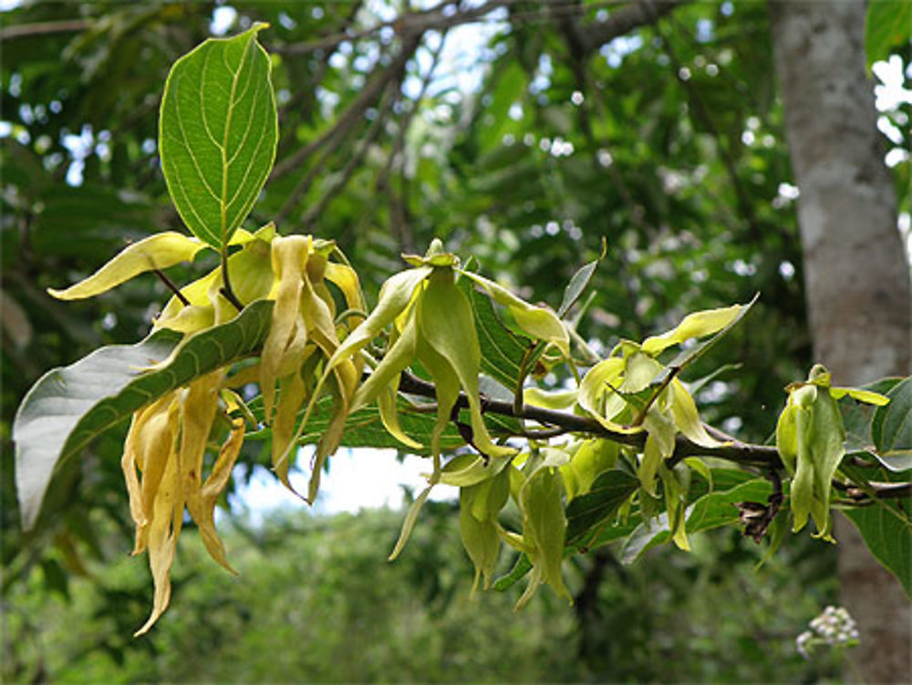 Ylang-ylang