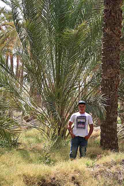 Tolga - Immensité des palmes d'un dattier