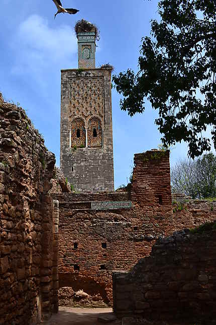 Le minaret et ses cigognes 