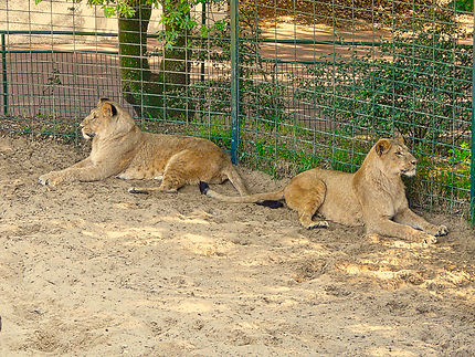 Des lionnes au zoo de la Palmyre