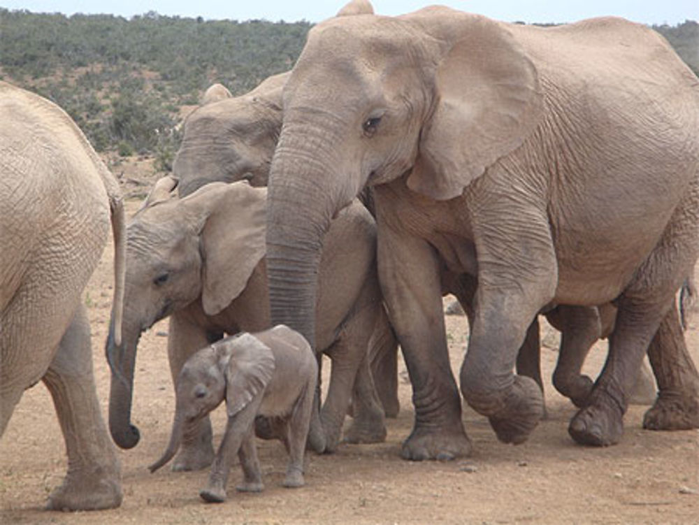 Addo NP et ses éléphants