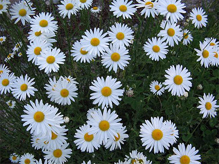 Les Marguerites Les Marguerites