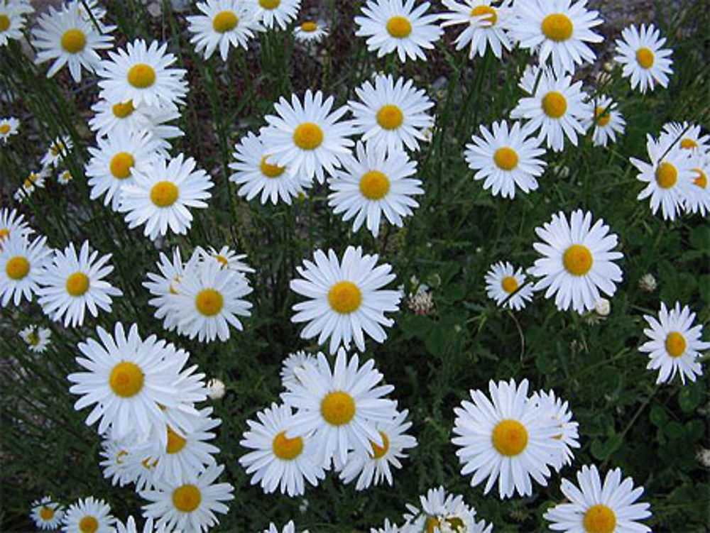 Les Marguerites