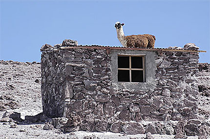 Un lama sur le toit