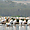 Pélicans du Lac Nakuru