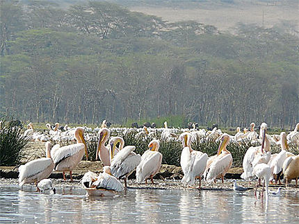 Pélicans du Lac Nakuru