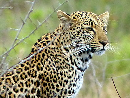 Portrait matinal d'un léopard vers Lower Sabie