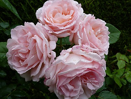 Bouquet rose rose