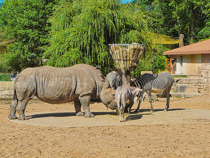 Rhinocéros et zèbres au zoo de la Palmyre