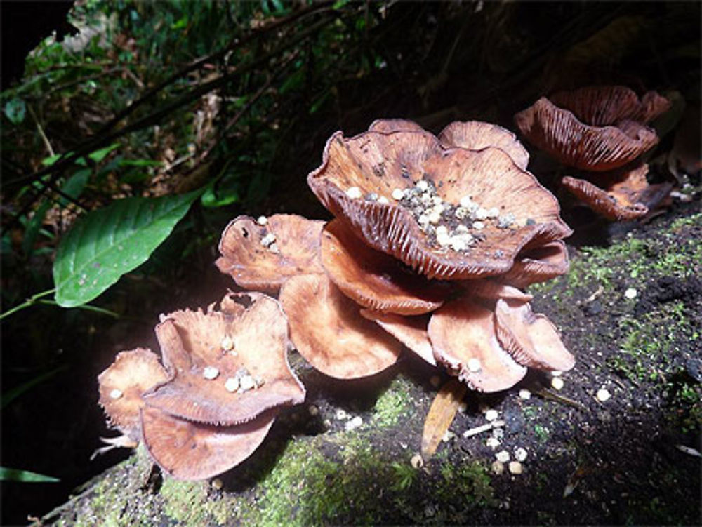 La jungle autour du Gunung Sibayak