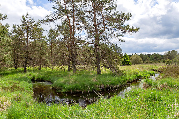 Plateau de Millevaches : à la source de la Vézère