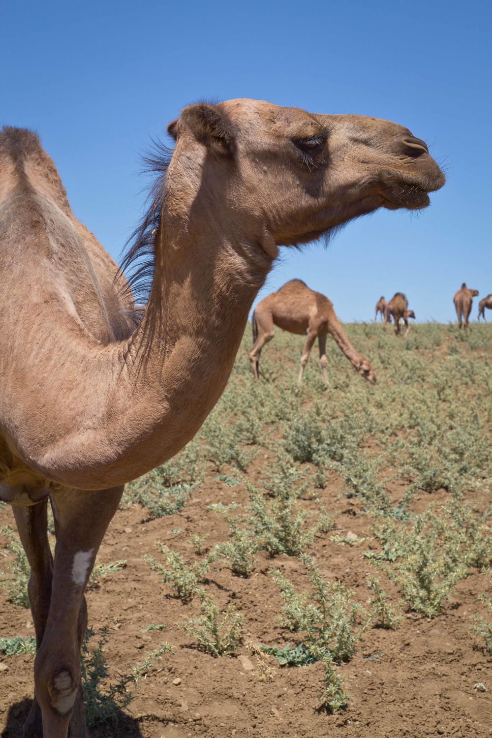 Algérie - Hauts plateaux - Dromadaires