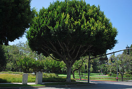 Les arbres de Beverly Hills