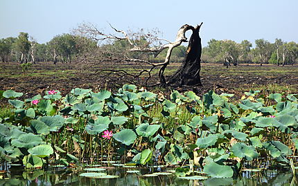 Lotus sur les bords de la Yellow River