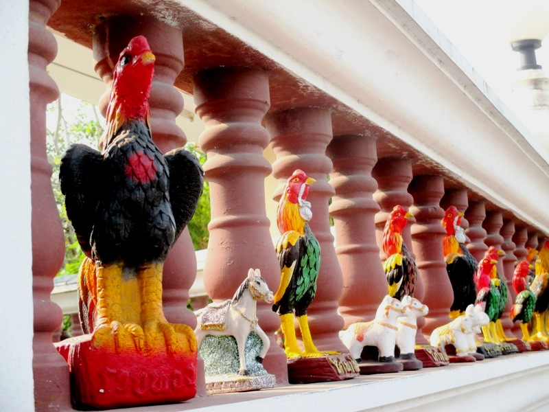 Le coq dans les temples 