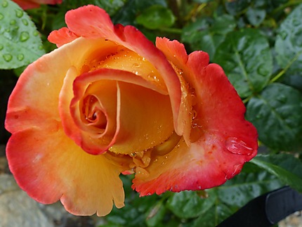 Bouton rose oranger 
