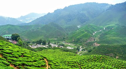 Plantation de thé en Malaisie