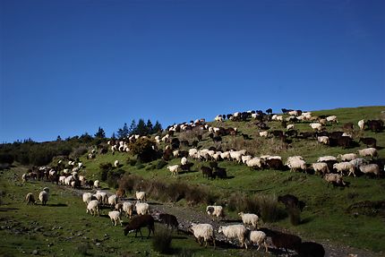 Moutons en altitude à Pico do Arieiro