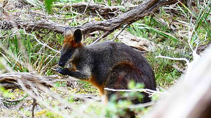 Un wallaby au parc de Wilson