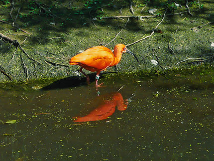 L'ibis rouge au zoo de la Palmyre