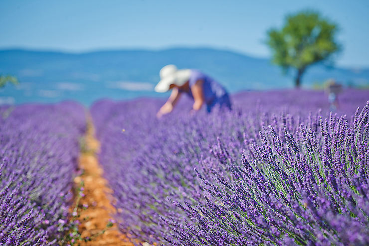 Provence, destination n°3 en France métropolitaine en 2017