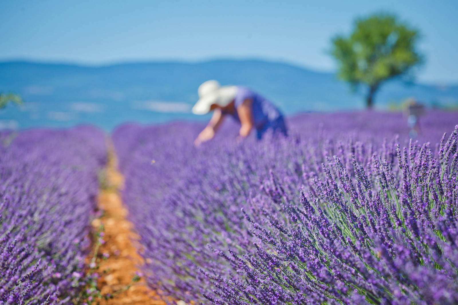 La lavande de Provence bientôt classée au patrimoine mondial de l'Unesco ?