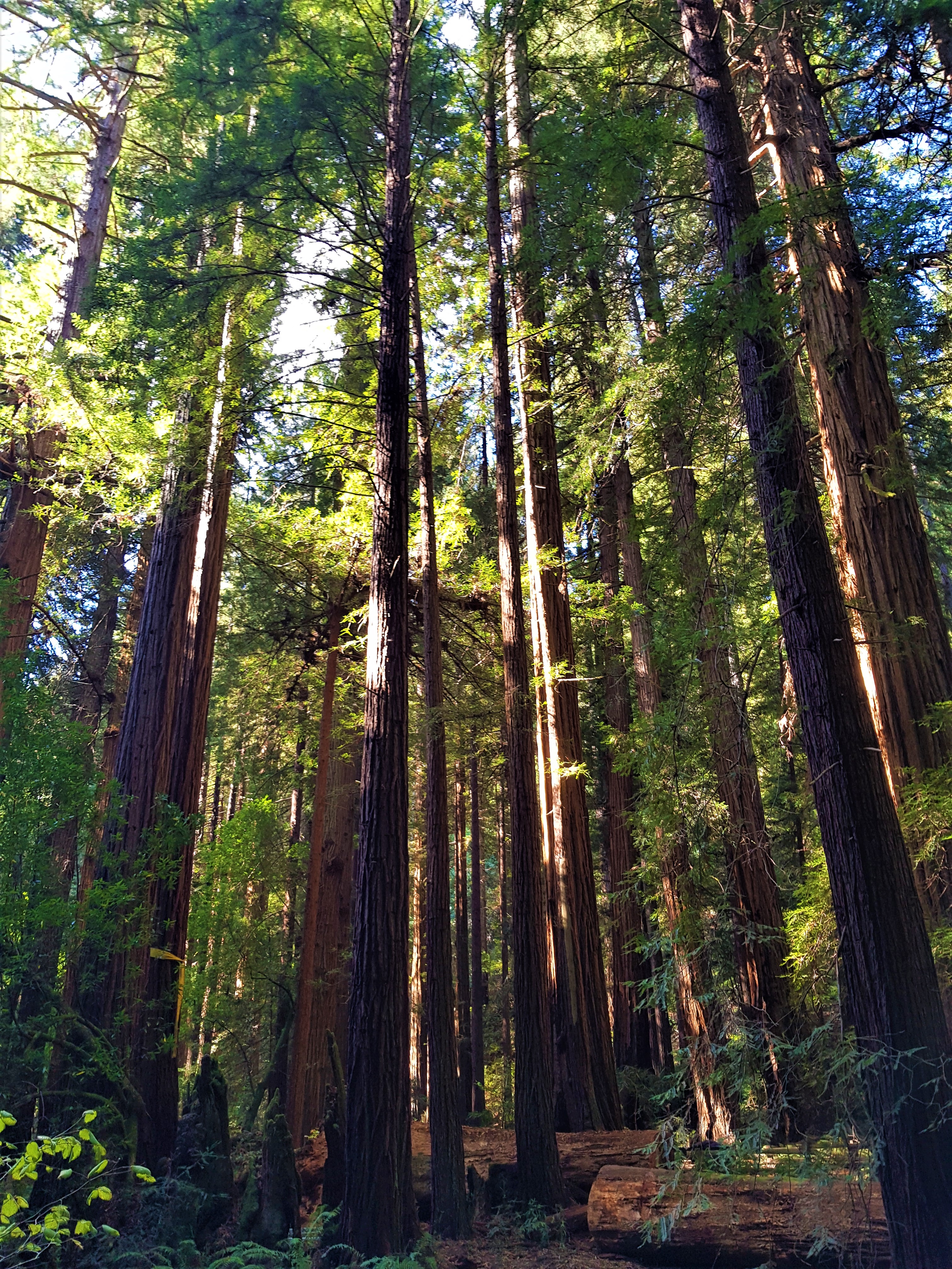 Sequoias Sequoias