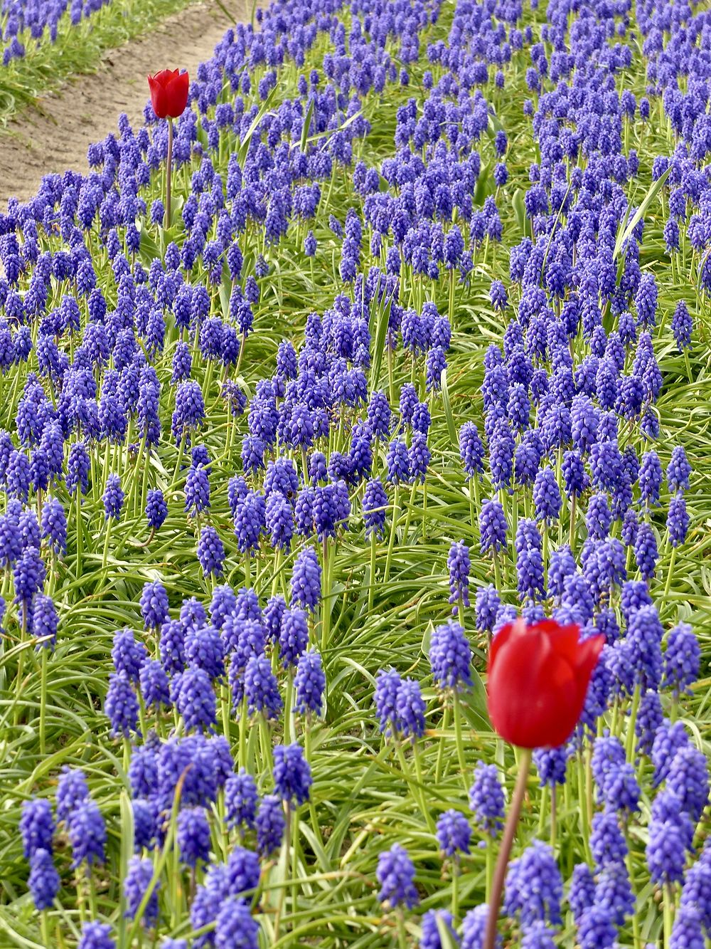 Champs de muscari à la pointe de la Torche