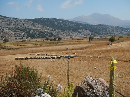 Elevage de moutons dans le plateau de Lassithi