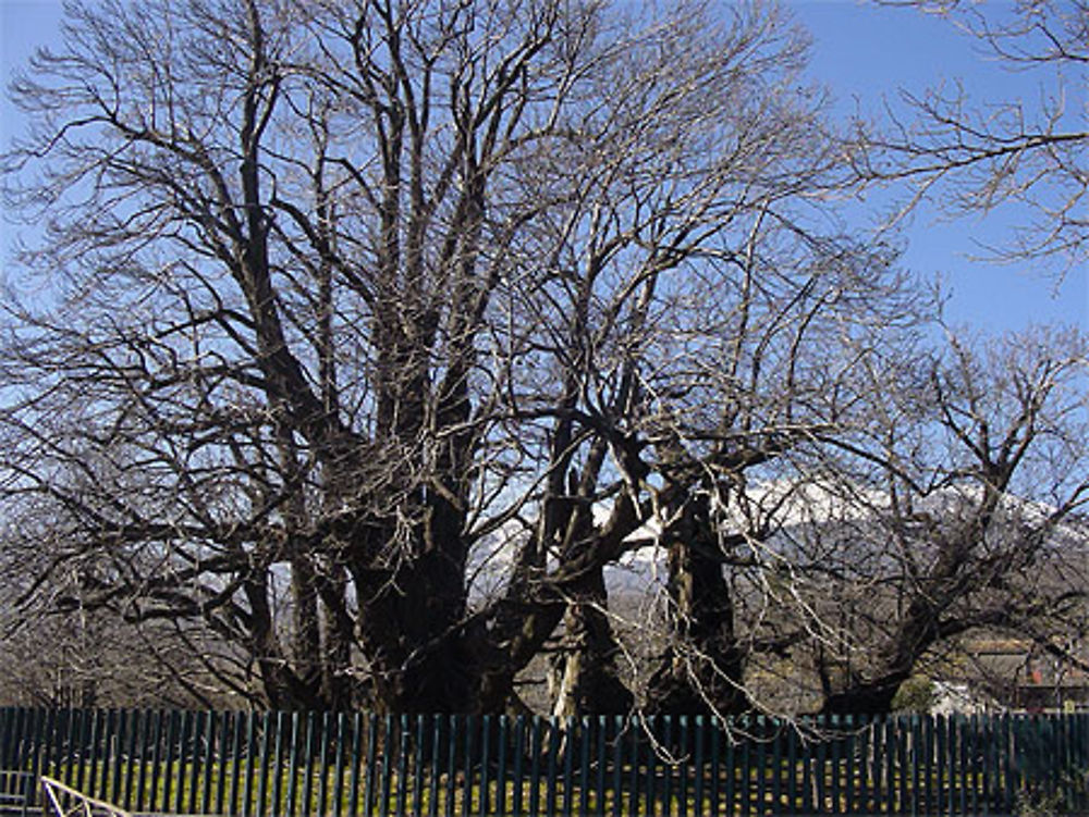 Castagno dei Cento Cavalli