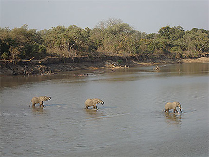 Eléphants dans la rivière Luangwa