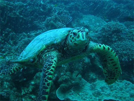 Tortue Tortue