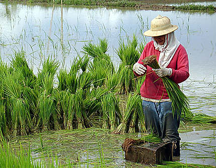 Travail en rizière