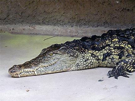 Les yeux verts-jaunes des crocodiles