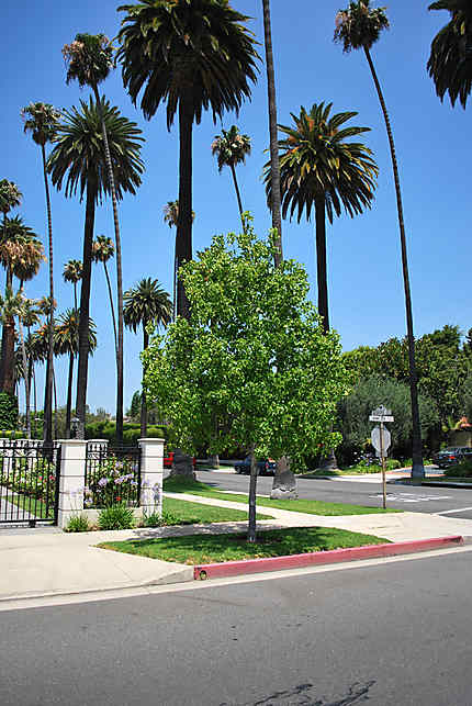 Un coin de Beverly Hills