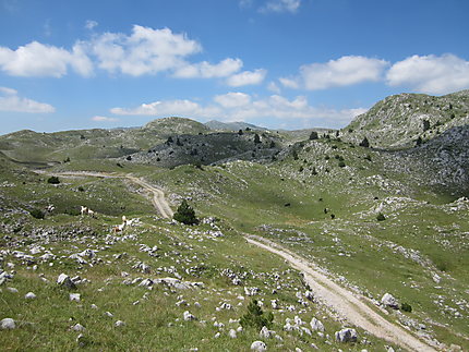 Plateau de la Sinjajevina