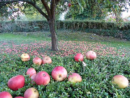 Pommes rouges 