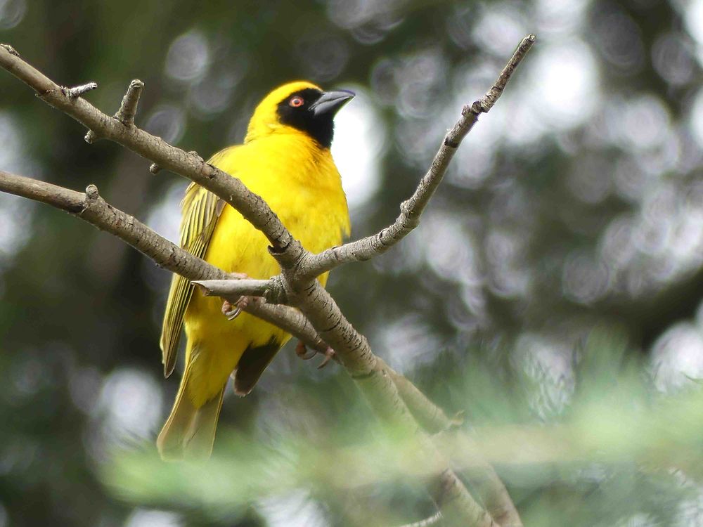 Petit oiseau jaune  